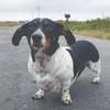 railsdog